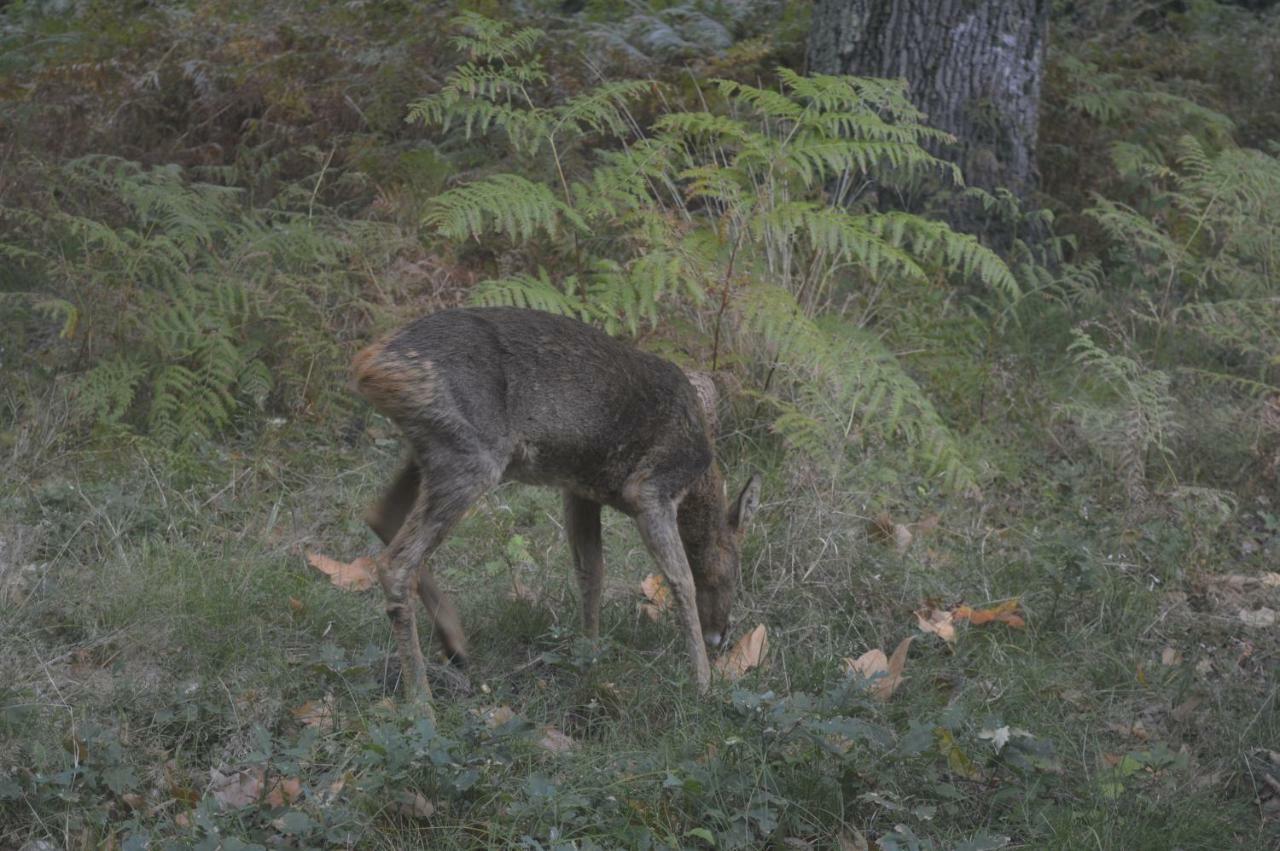 Cabane En Foret Onesse-et-Laharie エクステリア 写真