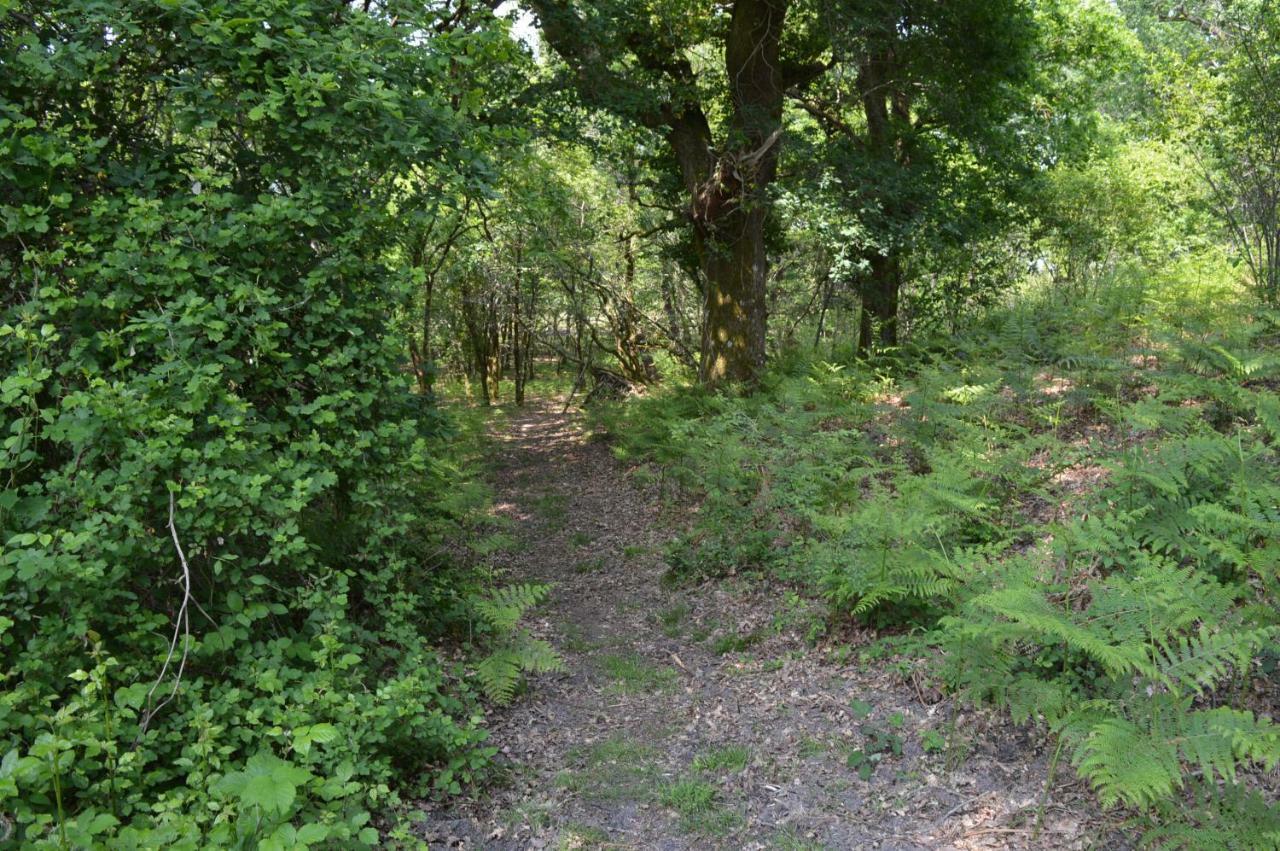 Cabane En Foret Onesse-et-Laharie エクステリア 写真