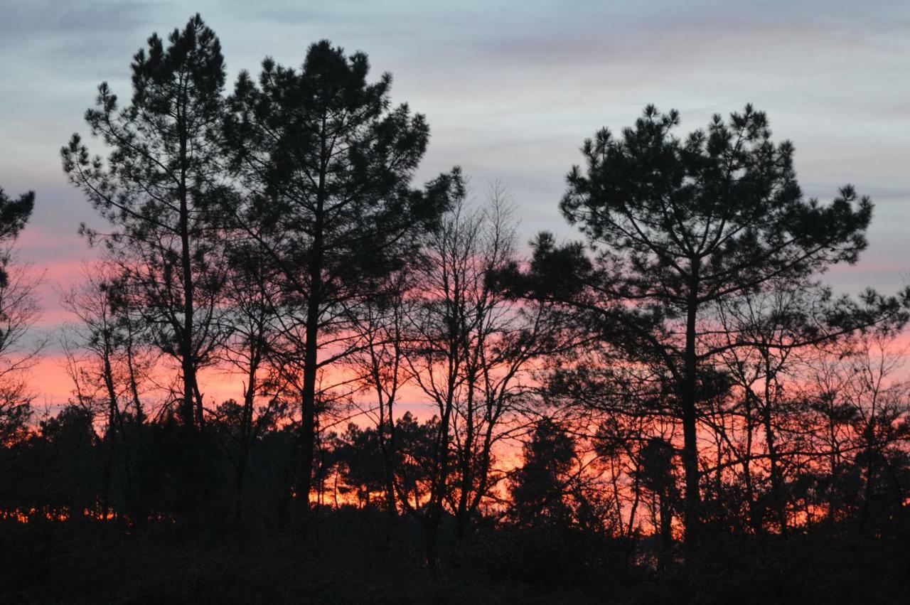 Cabane En Foret Onesse-et-Laharie エクステリア 写真